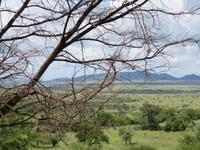 Serengeti