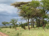 Serengeti