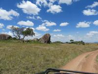 Serengeti