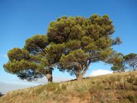 Signal Hill