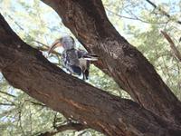 Singlereise Namibia – Etosha Nationalpark