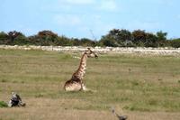 Sitzende Giraffe