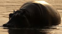 Sonnenaufgang am Okavango