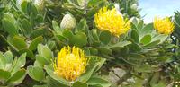 Spaziergang zum Cape of Good Hope