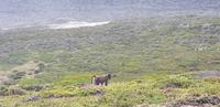 Spaziergang zum Cape of Good Hope