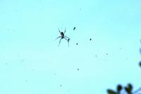 Spinne