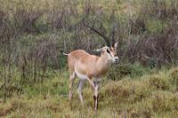 Springbock