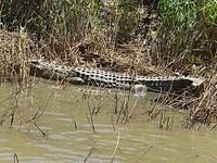 St.Lucia Krokodil