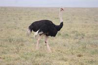 Strauß im Ngorongoro Crater