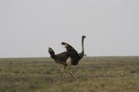 Strauß in der Serengeti