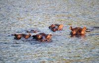 Sunset Cruise auf dem Sambezi