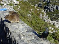 Tafelberg