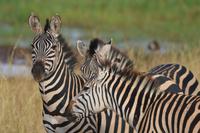 Tarangire - Zebra