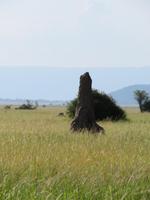 Tarangire Nationalpark - Teremitenhügel