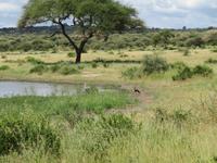 Tarangire Nationalpark -