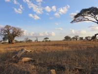 Tarangire Nationalpark