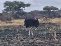 Tarangire-Nationalpark, Strauß