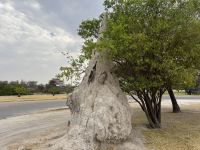 Termiten in Namutoni