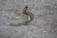 Tiere im Etosha Nationalpark (142)