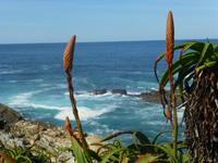 Tsitsikamma NP