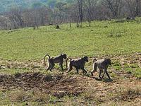 Umfolozi Affen
