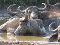 Umfolozi Büffel