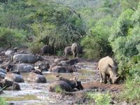 Umfolozi NP Big Two