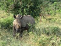 Umfolozi Nashorn