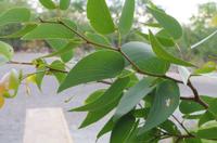Unterwegs in Namibia - Mopane-Baum