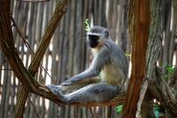 Velvet Monkey