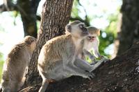 Velvet Monkeys