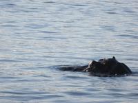Vic Falls - Bootsfahrt auf dem Sambesi  - Flusspferd