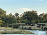 Vic Falls: Bootsfahrt auf dem Sambesi