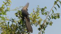 Vogelwelt am Zambezi - Grauer Lärmvogel
