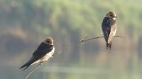 Vogelwelt am Zambezi - Streifenschwalbe