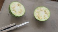 Wüstenmelone.