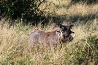 Warzenschwein