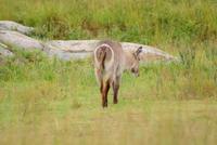Wasserbock