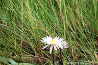 Wasserlilien