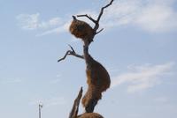 Webervogelkolonie