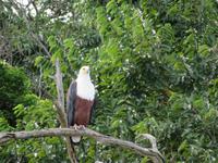 Weiskopfseeadler