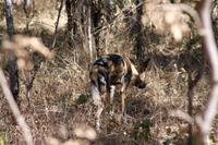 Wildhund