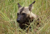 Wildhunde (2)