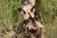 Wildhunde (4)