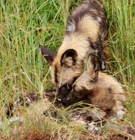 Wildhunde (5)