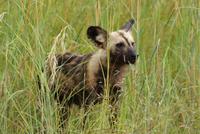 Wildhunde (7)