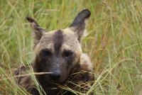 Wildhunde