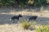Wildhunde