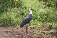 Wolhalsstorch