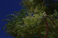 Wunderbaum Moringa